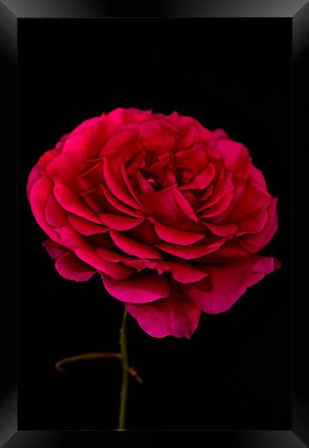 Dark Pink Rose Black Background Framed Print by Steve Purnell