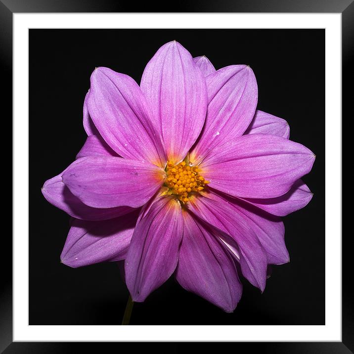 Pink Dahlia Framed Mounted Print by Steve Purnell