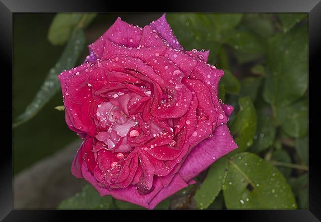 Pink Rose, Dawn Cussons Raindrops Framed Print by Steve Purnell