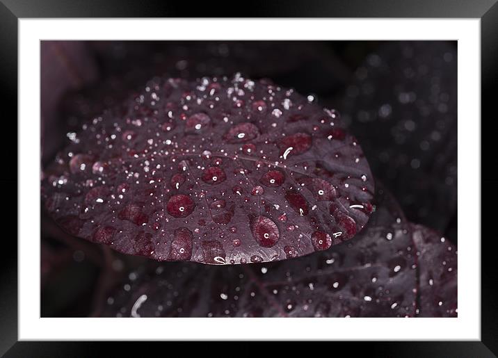 Raindrops on leaf Framed Mounted Print by Steve Purnell