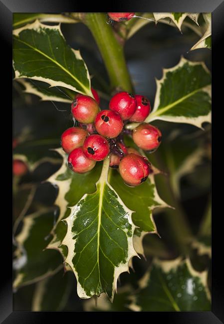 Holly and berries Framed Print by Steve Purnell