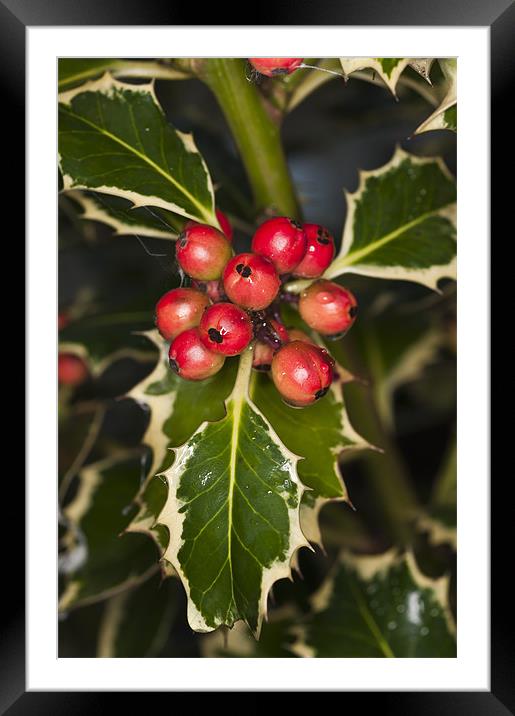 Holly and berries Framed Mounted Print by Steve Purnell