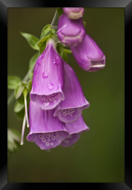 Foxgloves Framed Print by Steve Purnell