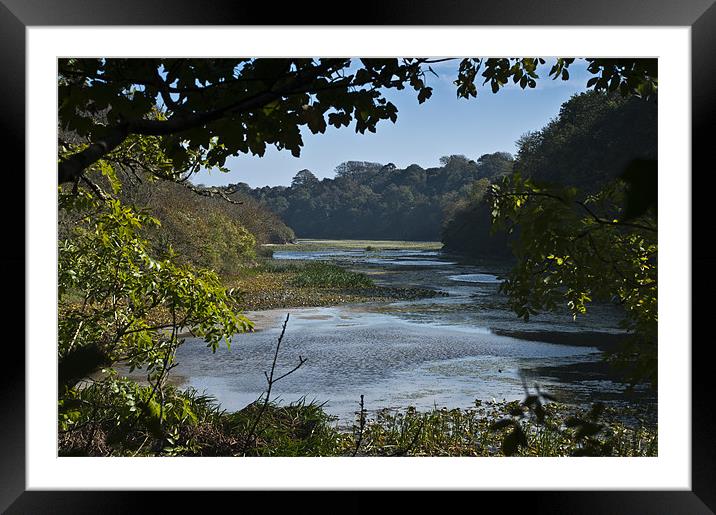 Bosherston Lily Ponds Pembrokeshire Framed Mounted Print by Steve Purnell