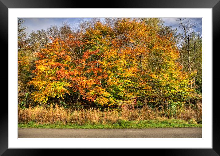 Autumn Framed Mounted Print by Steve Purnell