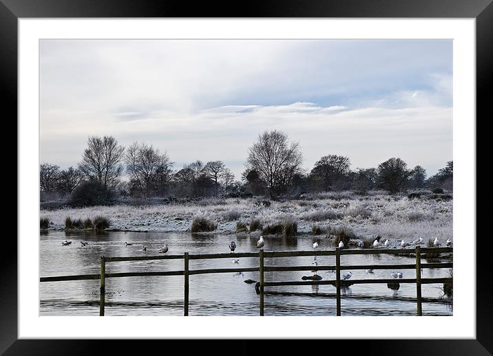 Penyfan Pond Framed Mounted Print by Steve Purnell