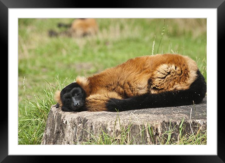 Lazy days Framed Mounted Print by Steve Purnell