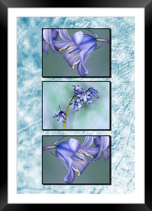 Bluebells Triptych Textured Background Framed Mounted Print by Steve Purnell