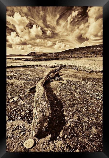 Driftwood Sepia Framed Print by Steve Purnell