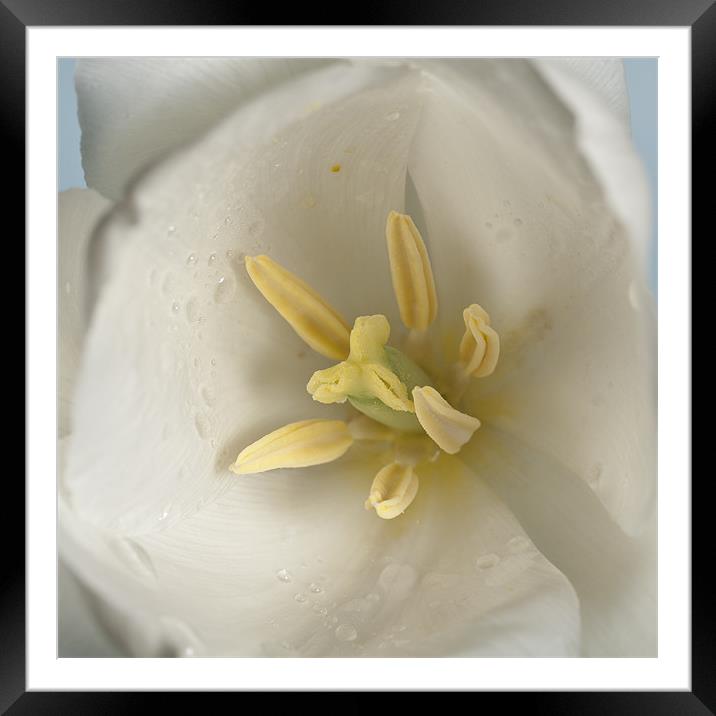 White Tulip Macro Framed Mounted Print by Steve Purnell