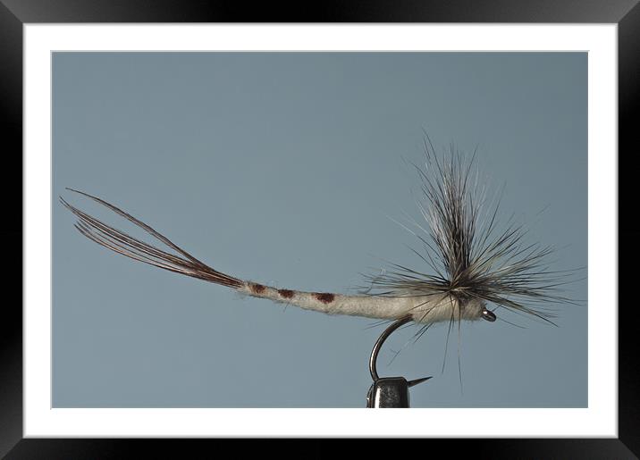 Parachute Mayfly Framed Mounted Print by Steve Purnell
