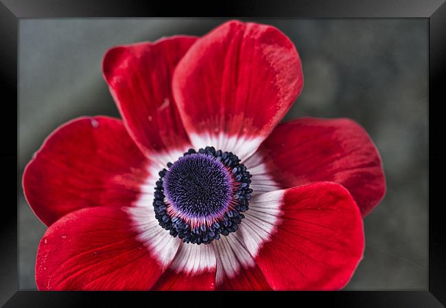 Red and White Poppy Framed Print by Steve Purnell