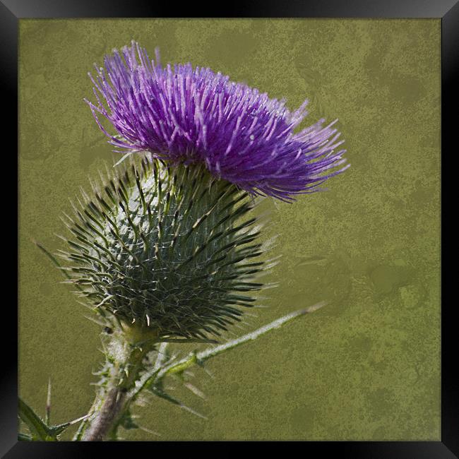 Spear Thistle with Texture Framed Print by Steve Purnell