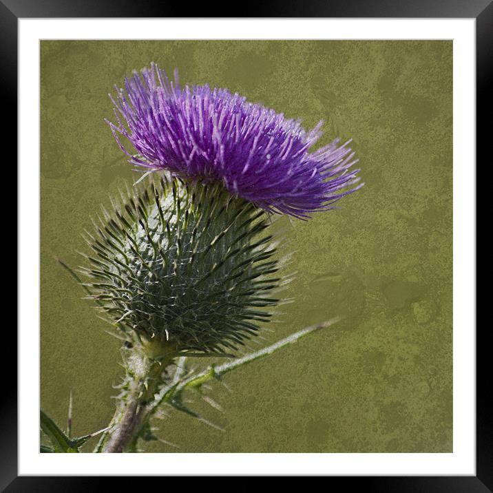 Spear Thistle with Texture Framed Mounted Print by Steve Purnell