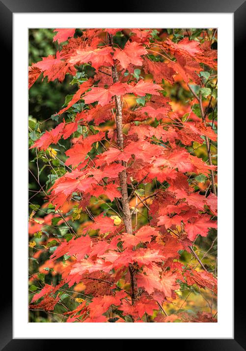 Autumn Acer Framed Mounted Print by Steve Purnell