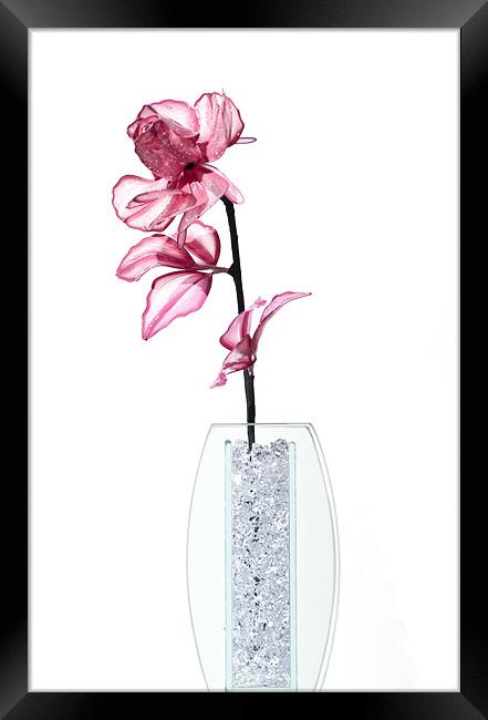 Pink Flower Framed Print by Steve Purnell