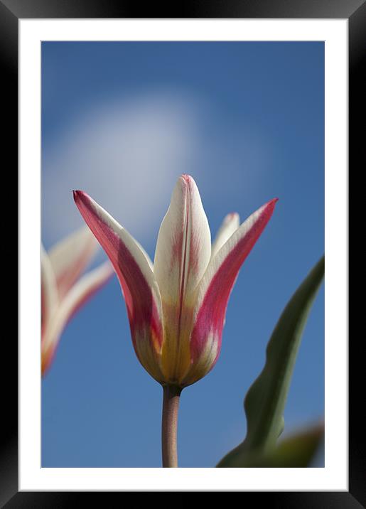Red and White Tulip Framed Mounted Print by Steve Purnell