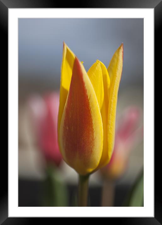 Red and YellowTulip Framed Mounted Print by Steve Purnell