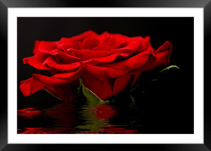 Red Rose Flood Framed Mounted Print by Steve Purnell