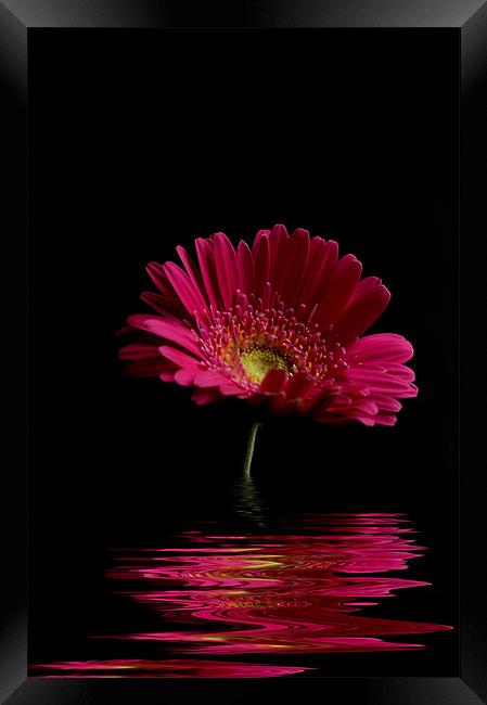Pink Gerbera Flood 1 Framed Print by Steve Purnell