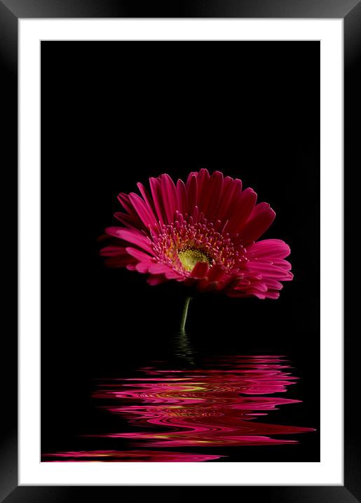 Pink Gerbera Flood 1 Framed Mounted Print by Steve Purnell