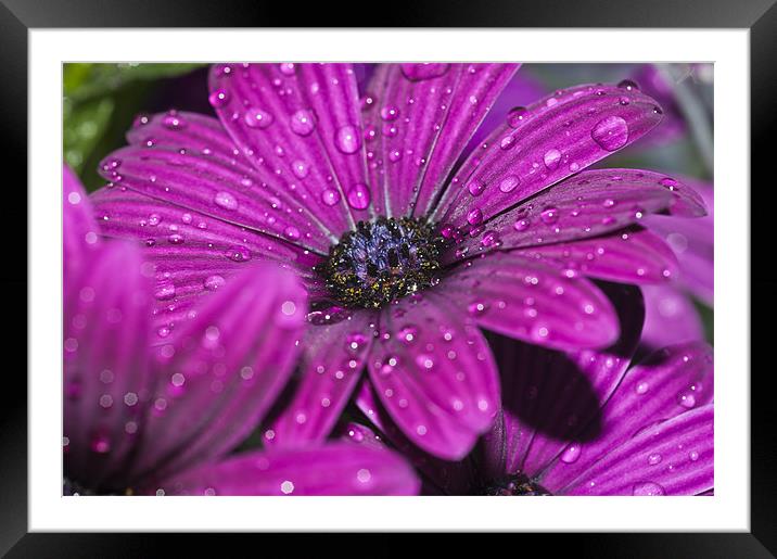 Purple Osteospermum 5 Framed Mounted Print by Steve Purnell