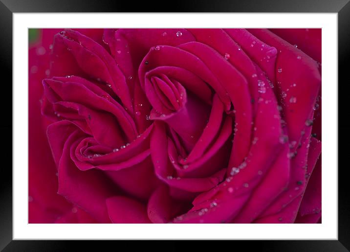 Pink Rose 1 Framed Mounted Print by Steve Purnell
