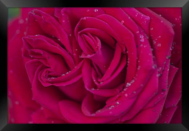Pink Rose 2 Framed Print by Steve Purnell