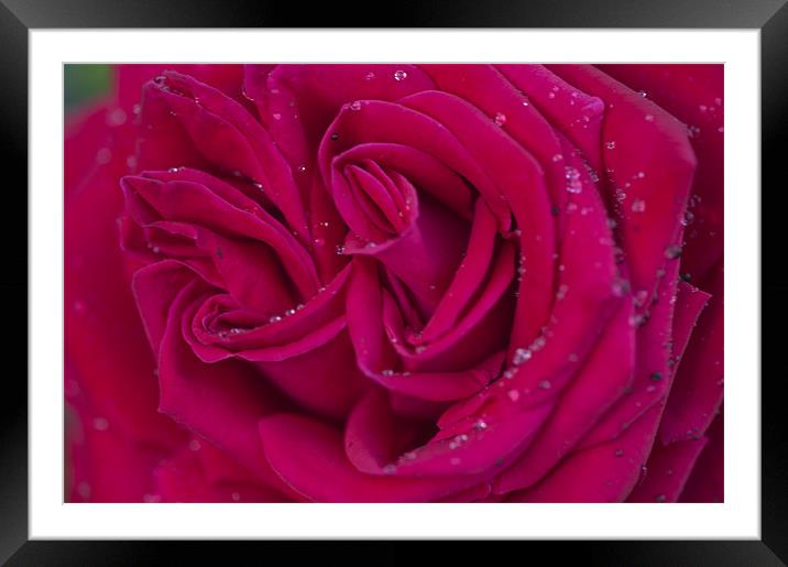 Pink Rose 2 Framed Mounted Print by Steve Purnell