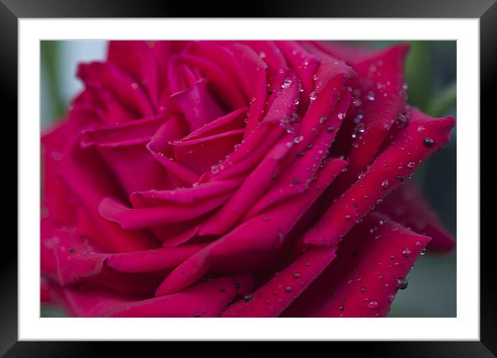 Pink Rose 3 Framed Mounted Print by Steve Purnell