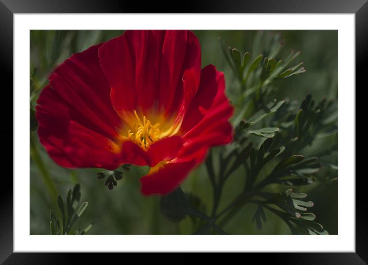 Red and Yellow Poppy Framed Mounted Print by Steve Purnell