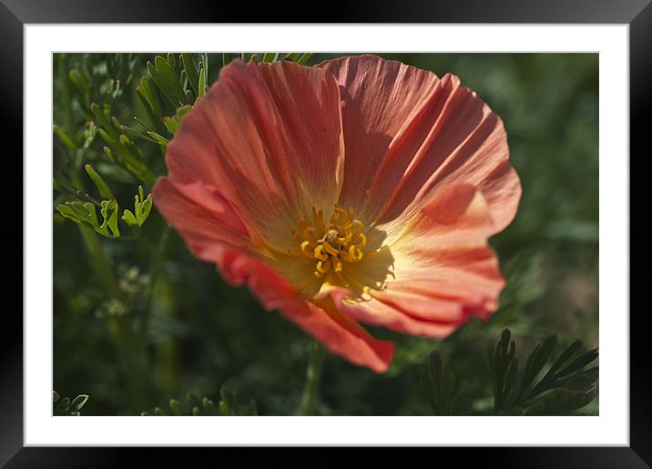 Coral Poppy 1 Framed Mounted Print by Steve Purnell