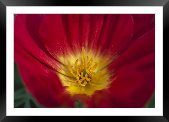 Red and Yellow Poppy 1 Framed Mounted Print by Steve Purnell