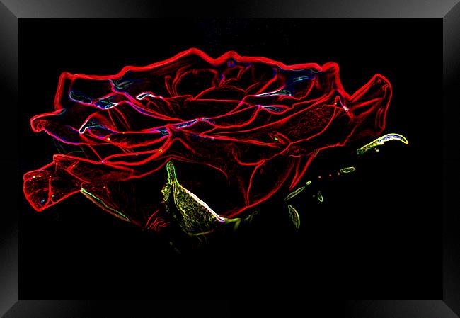 Glowing Red Rose Framed Print by Steve Purnell