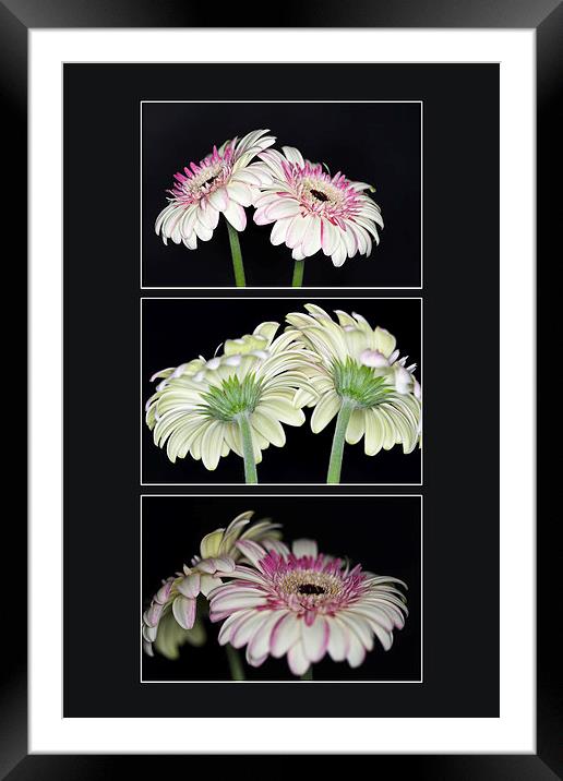 Pink and White Gerbera Triptych Framed Mounted Print by Steve Purnell