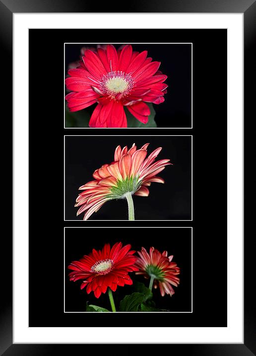 Red Gerbera Triptych Framed Mounted Print by Steve Purnell