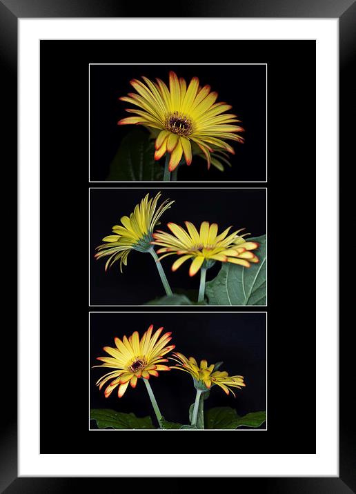 Yellow And Orange Gerbera Triptych Framed Mounted Print by Steve Purnell