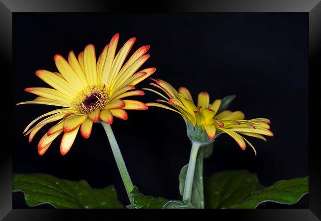 Yellow And Orange Gerbera 2 Framed Print by Steve Purnell