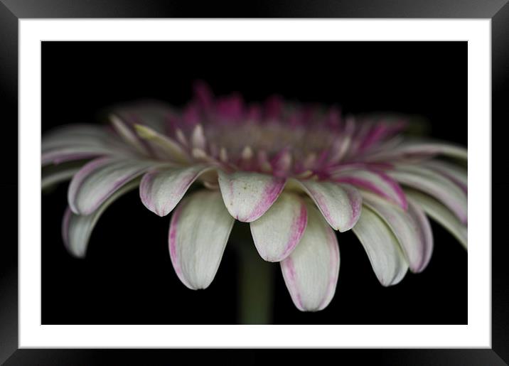 Pink And White Gerbera 3 Framed Mounted Print by Steve Purnell