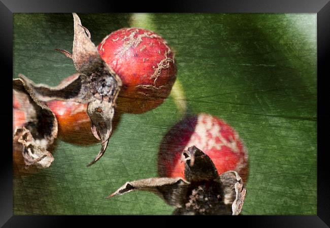 Rose Hips Framed Print by Steve Purnell