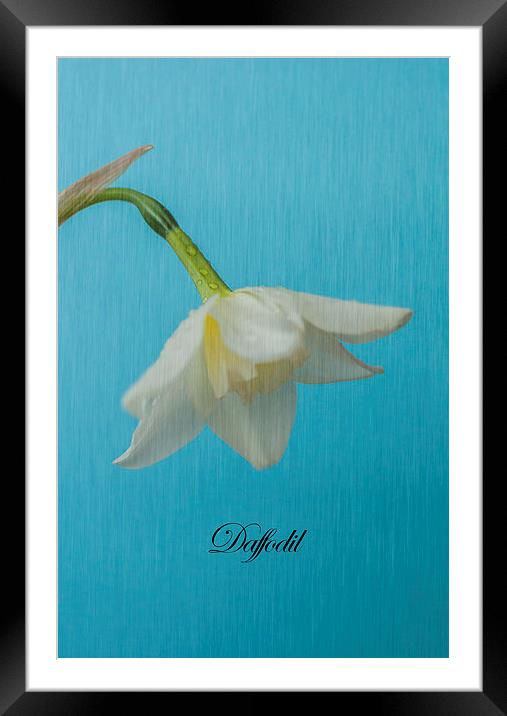 Daffodil On Blue Framed Mounted Print by Steve Purnell