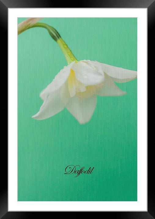 Daffodil On Green Framed Mounted Print by Steve Purnell