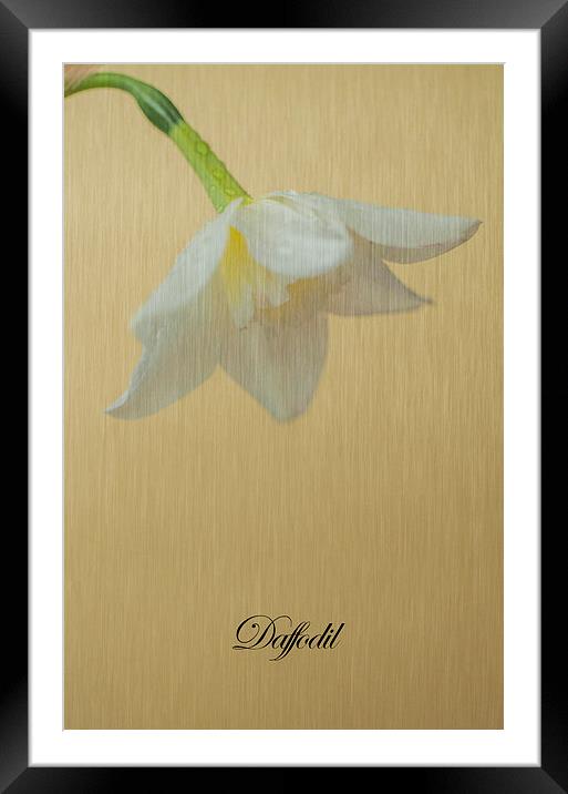 Daffodil On Yellow Framed Mounted Print by Steve Purnell