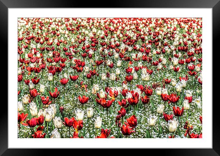Red And White Framed Mounted Print by Steve Purnell