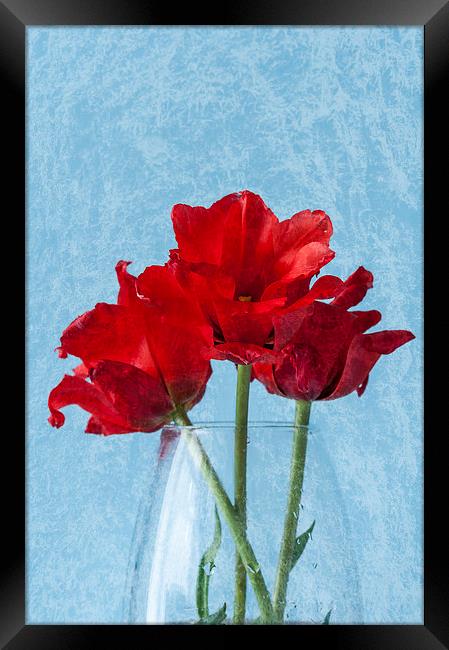 Tulips 2 Framed Print by Steve Purnell