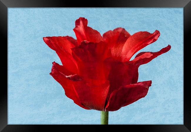 Tulip Framed Print by Steve Purnell