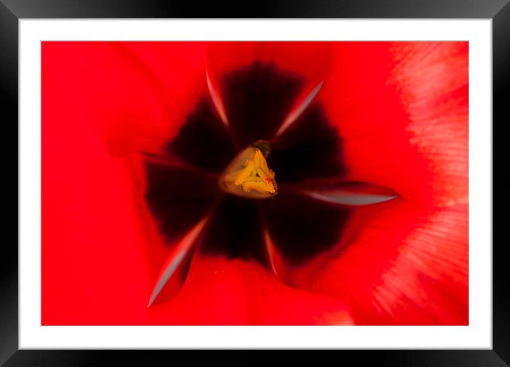 Tulip Macro 1 Framed Mounted Print by Steve Purnell
