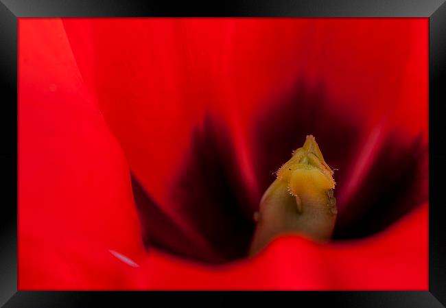 Tulip Macro 2 Framed Print by Steve Purnell
