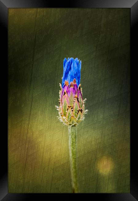 Blue Cornflower Framed Print by Steve Purnell