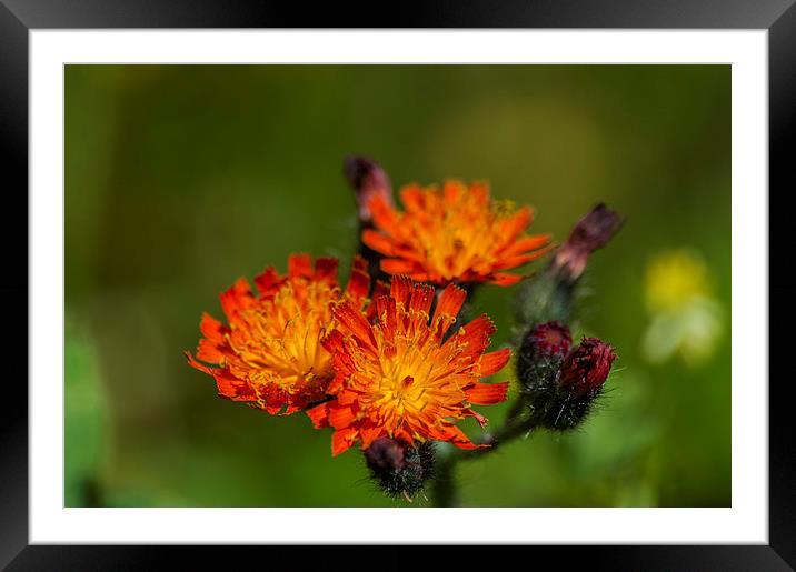 Fox And Cubs Framed Mounted Print by Steve Purnell